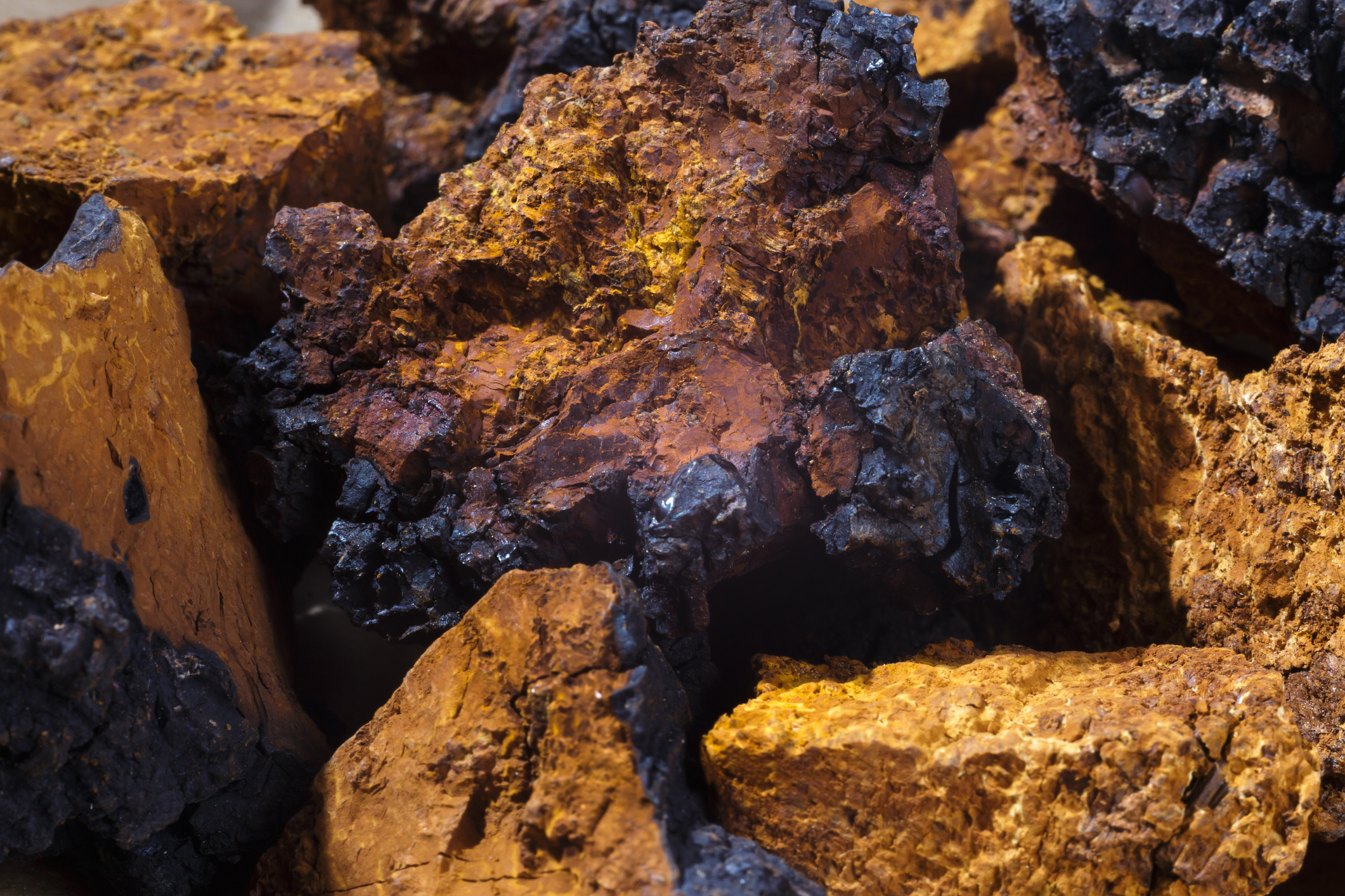 Chaga